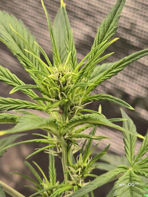 weedHunterOG: Two Devils, One Mission. Week 7
