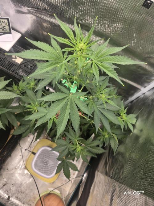 weedHunterOG: Two Devils, One Mission. Week 7