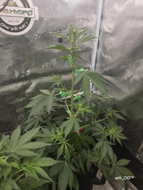 weedHunterOG: Two Devils, One Mission. Week 7 - Dark Devil Auto (65 cm) 