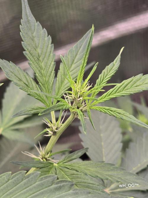weedHunterOG: Two Devils, One Mission. Week 7