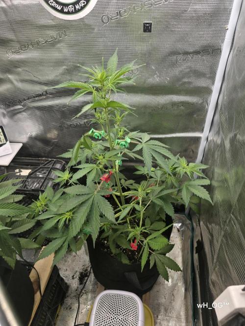 weedHunterOG: Two Devils, One Mission. Week 7