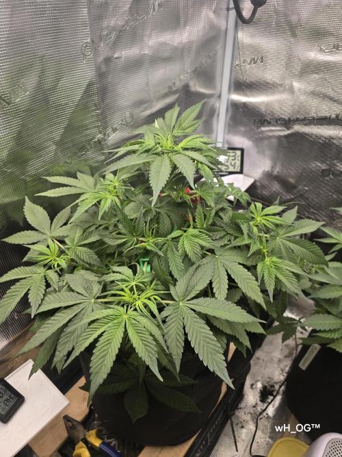 weedHunterOG: Two Devils, One Mission. Week 7