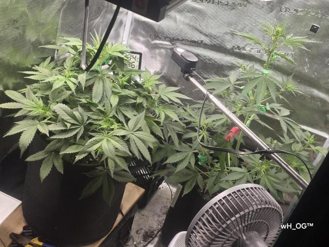weedHunterOG: Two Devils, One Mission. Week 7