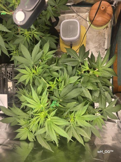 weedHunterOG: Two Devils, One Mission. Week 7