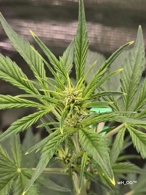weedHunterOG: Two Devils, One Mission. Week 7