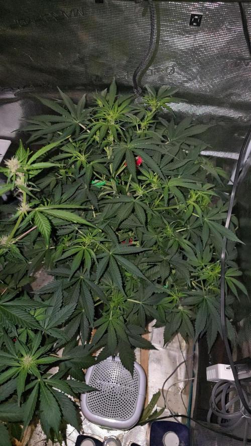 weedHunterOG: Two Devils, One Mission. Week 8 - Diablo Delight XL Auto (50 cm) 