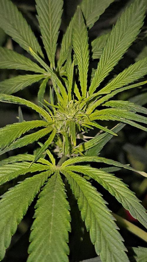 weedHunterOG: Two Devils, One Mission. Week 8 - Diablo Delight XL Auto 