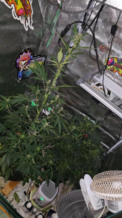 weedHunterOG: Two Devils, One Mission. Week 8 - Dark Devil Auto (100 cm) 