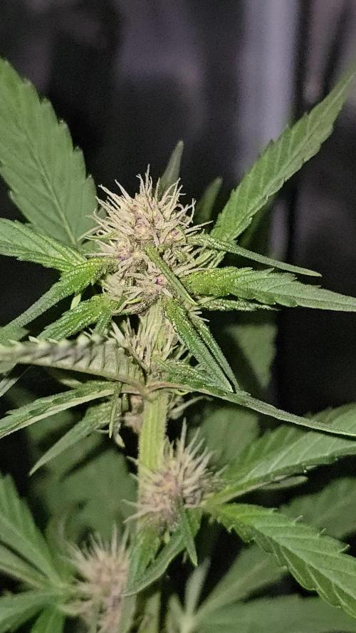 weedHunterOG: Two Devils, One Mission. Week 8