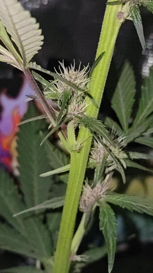 weedHunterOG: Two Devils, One Mission. Week 8 - Dark Devil Auto