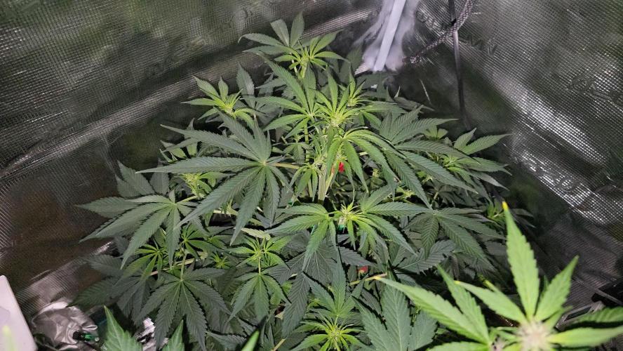 weedHunterOG: Two Devils, One Mission. Week 8 - Diablo Delight XL Auto 