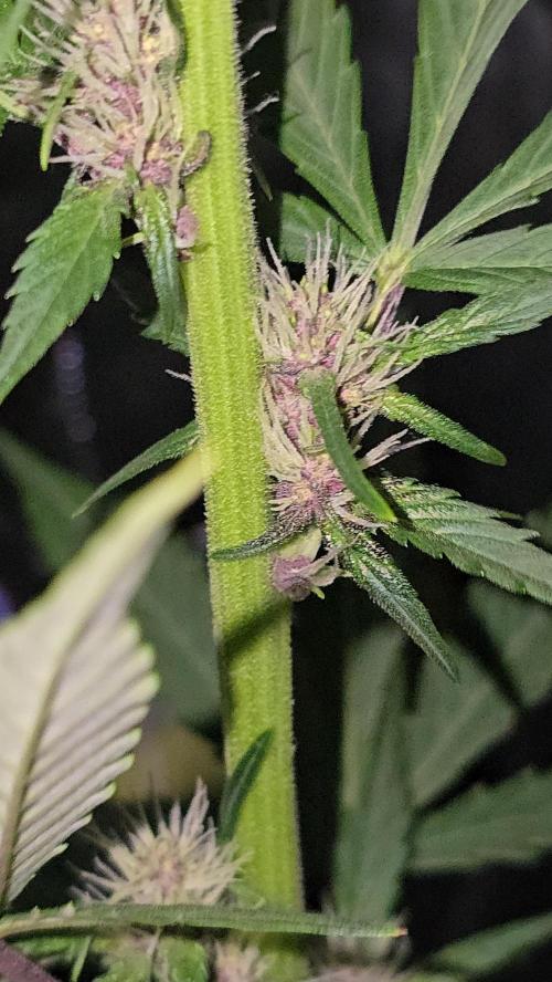 weedHunterOG: Two Devils, One Mission. Week 8