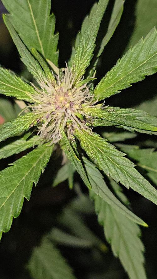 weedHunterOG: Two Devils, One Mission. Week 8