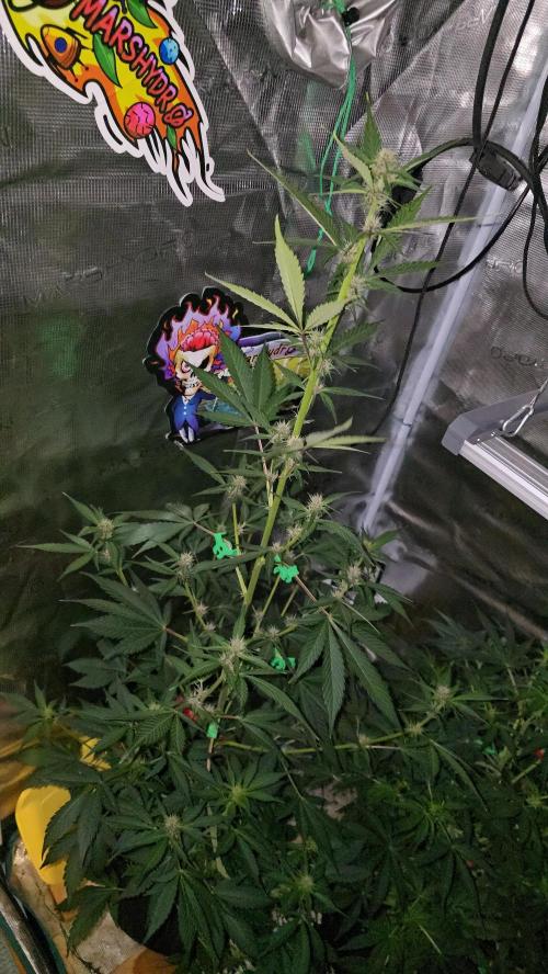 weedHunterOG: Two Devils, One Mission. Week 8
