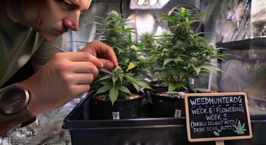 weedHunterOG: Two Devils, One Mission. Week 8