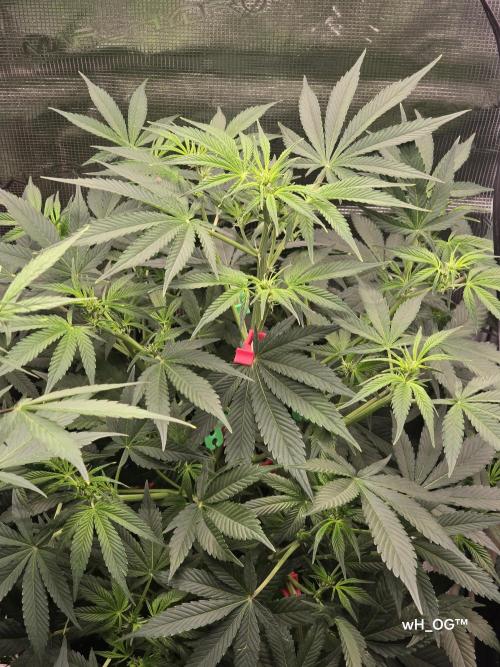 weedHunterOG: Two Devils, One Mission. Week 8