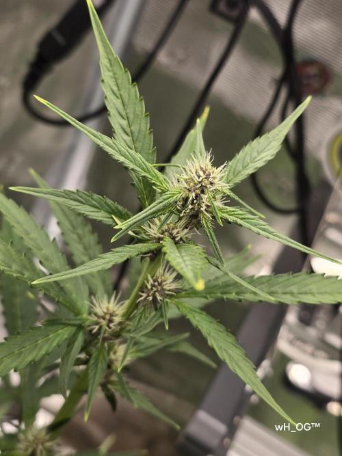 weedHunterOG: Two Devils, One Mission. Week 8