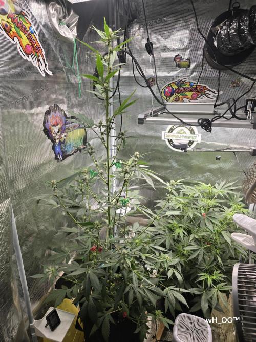 weedHunterOG: Two Devils, One Mission. Week 8