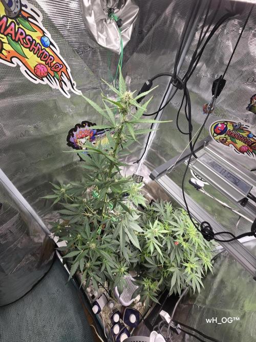 weedHunterOG: Two Devils, One Mission. Week 8