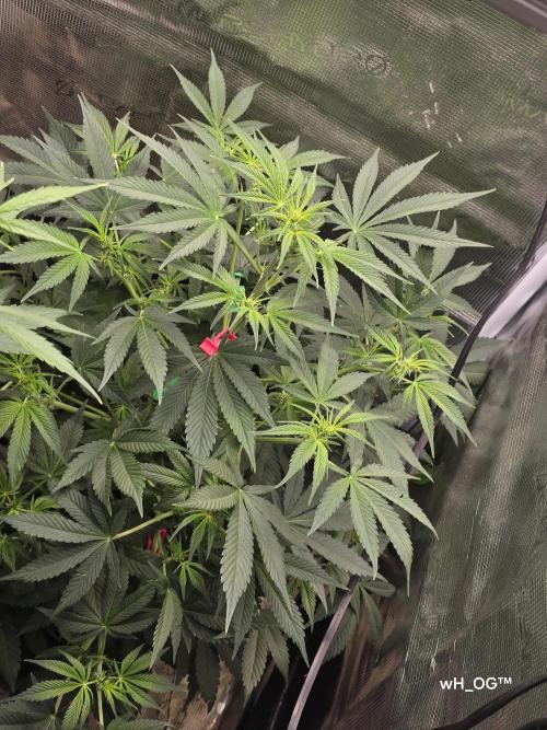 weedHunterOG: Two Devils, One Mission. Week 8