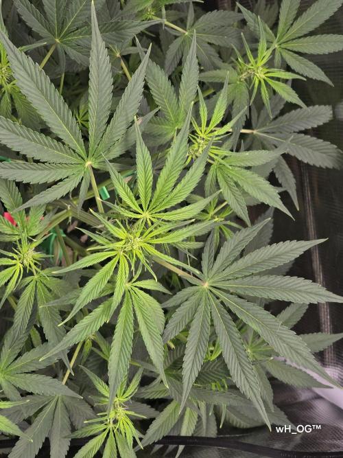 weedHunterOG: Two Devils, One Mission. Week 8