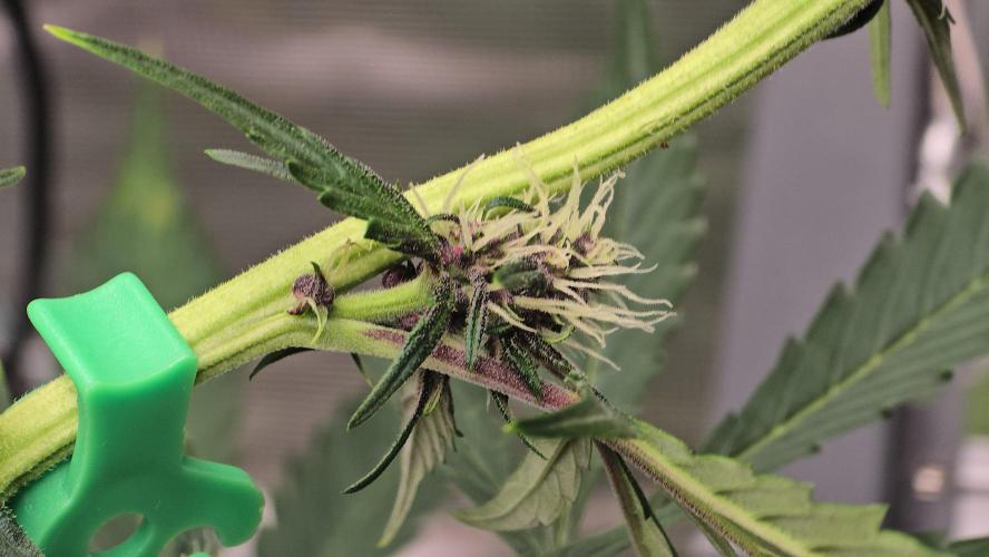weedHunterOG: Two Devils, One Mission. Week 8