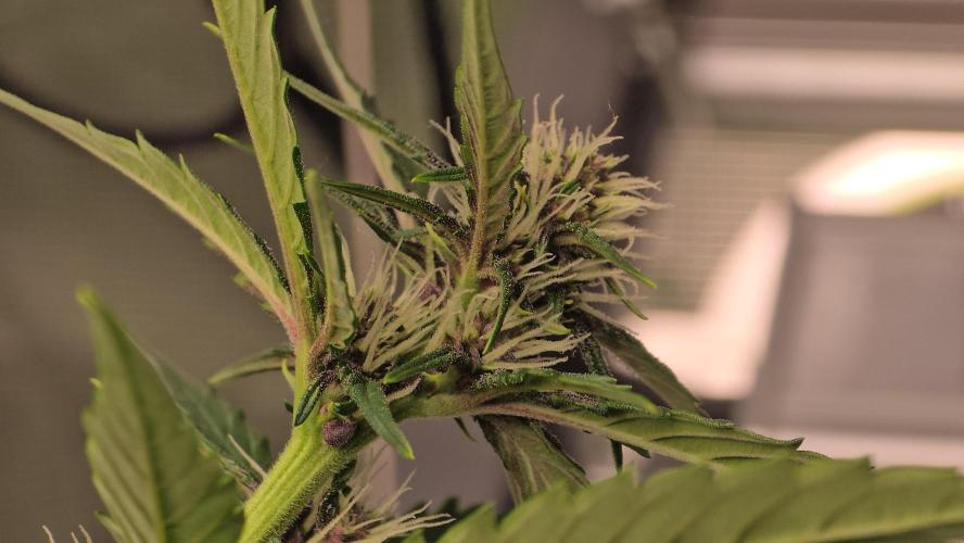 weedHunterOG: Two Devils, One Mission. Week 8