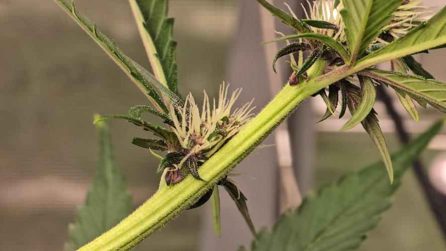 weedHunterOG: Two Devils, One Mission. Week 8