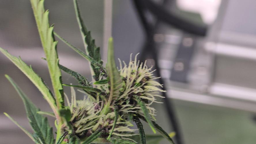 weedHunterOG: Two Devils, One Mission. Week 8