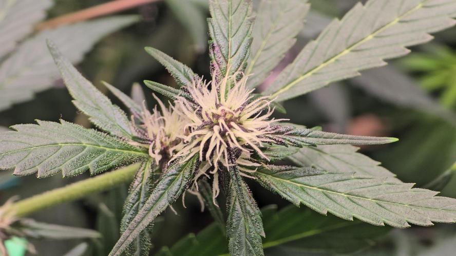 weedHunterOG: Two Devils, One Mission. Week 8