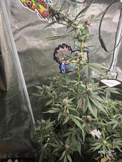 weedHunterOG: Two Devils, One Mission. Week 9 - Dark Devil Auto 
