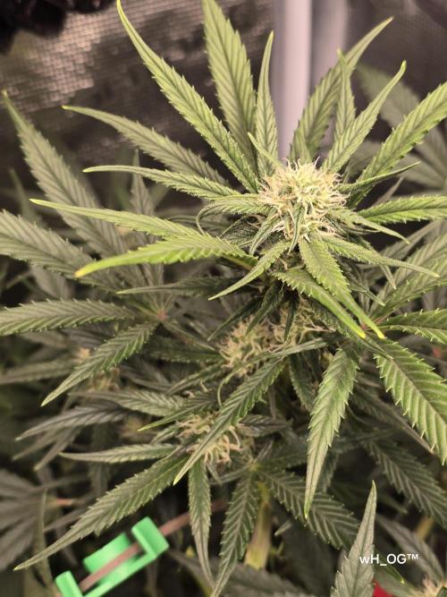 weedHunterOG: Two Devils, One Mission. Week 10