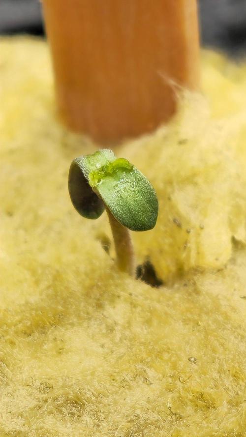 Moby Dick x 2. Week 0