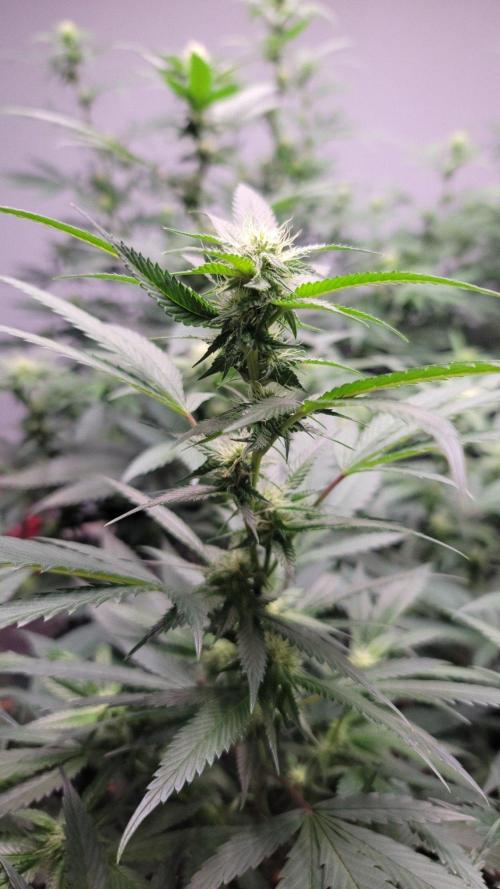 The Birth Of Wisenheimer. Week 3 - OG Kiss 