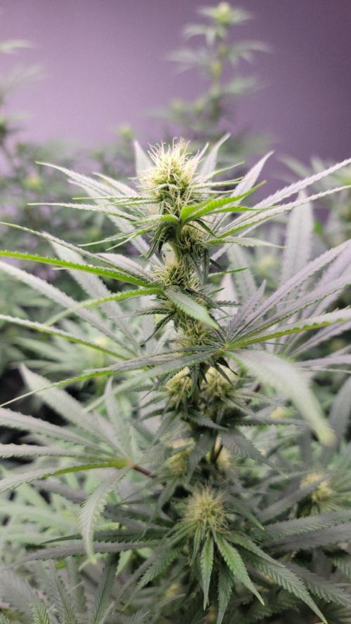 The Birth Of Wisenheimer. Week 3 - Arizona Devil  
Mauiwowiexhighlanderxchernobyl(goldenticketcut)xjillybean