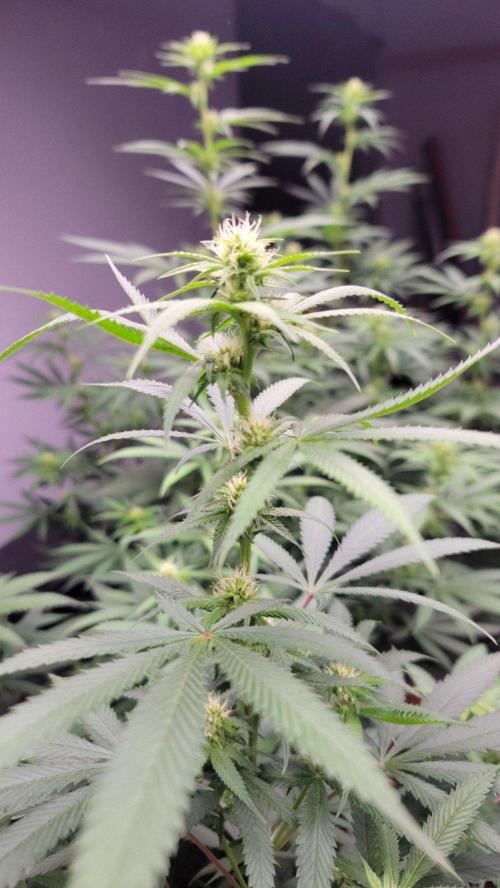 The Birth Of Wisenheimer. Week 3 - Spring Valley Ghost
Ghost OGxAlien Riftxchernobyl(goldenticketcut)xjillybean