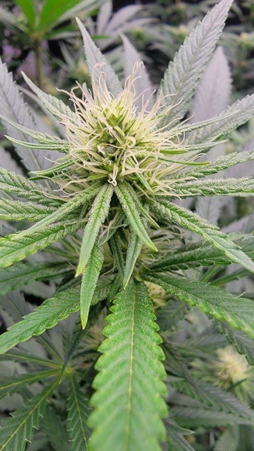 The Birth Of Wisenheimer. Week 3 - Arizona Devil  
Mauiwowiexhighlanderxchernobyl(goldenticketcut)xjillybean