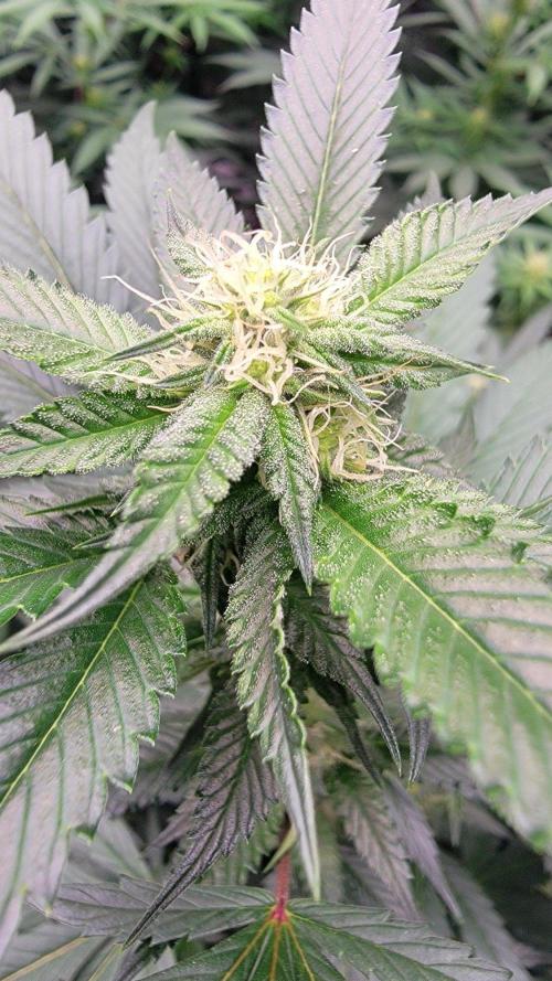The Birth Of Wisenheimer. Week 3 - OG Kiss 