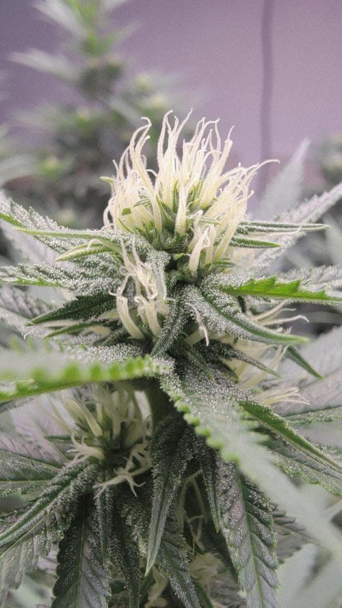 The Birth Of Wisenheimer. Week 5 - OG Kiss -
Gas lemon cleaner!