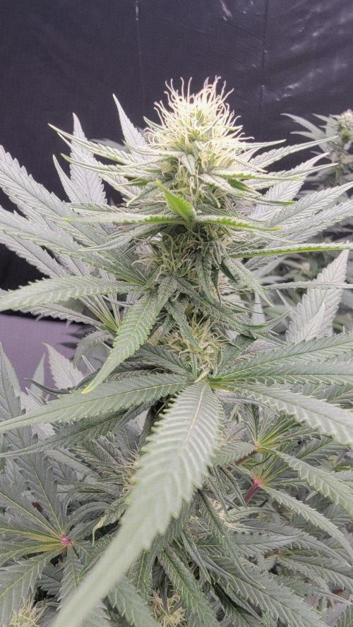 The Birth Of Wisenheimer. Week 5 - Arizona Devil #1 -
Sweet, fruity, light grapeish. 