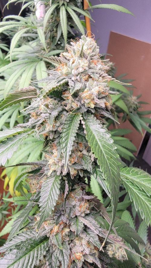The Birth Of Wisenheimer. Week 8 - OG KISS 