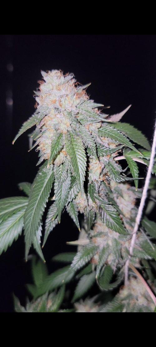 The Birth Of Wisenheimer. Week 8 - OG KISS