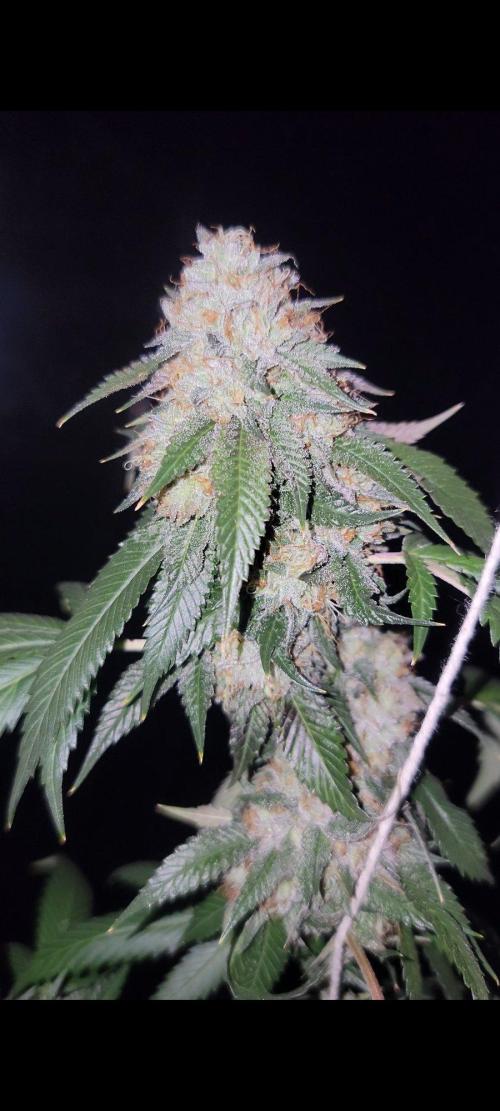 The Birth Of Wisenheimer. Week 8 - OG KISS 