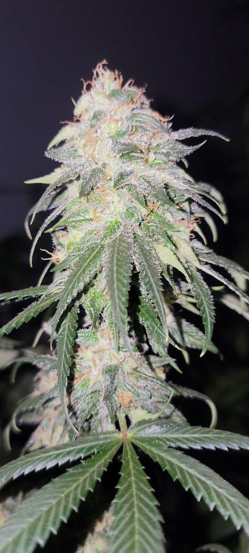 The Birth Of Wisenheimer. Week 8 - SPRING VALLEY GHOST 
