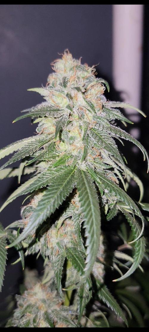 The Birth Of Wisenheimer. Week 8 - SPRING VALLEY GHOST 