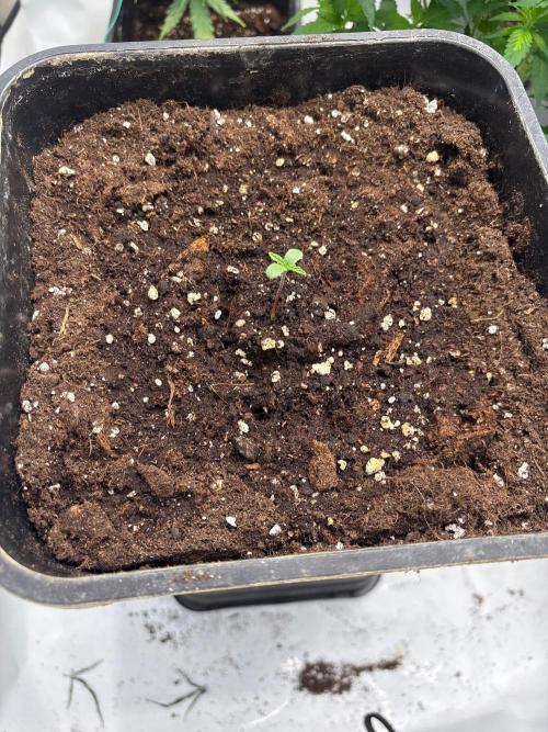 Gelato Auto. Week 0