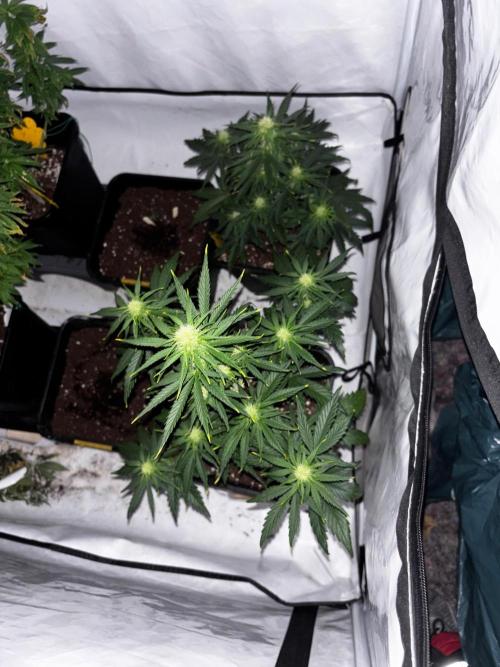 Gelato Auto. Week 2