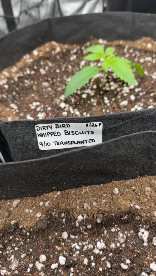 Smokey Rich Exotics