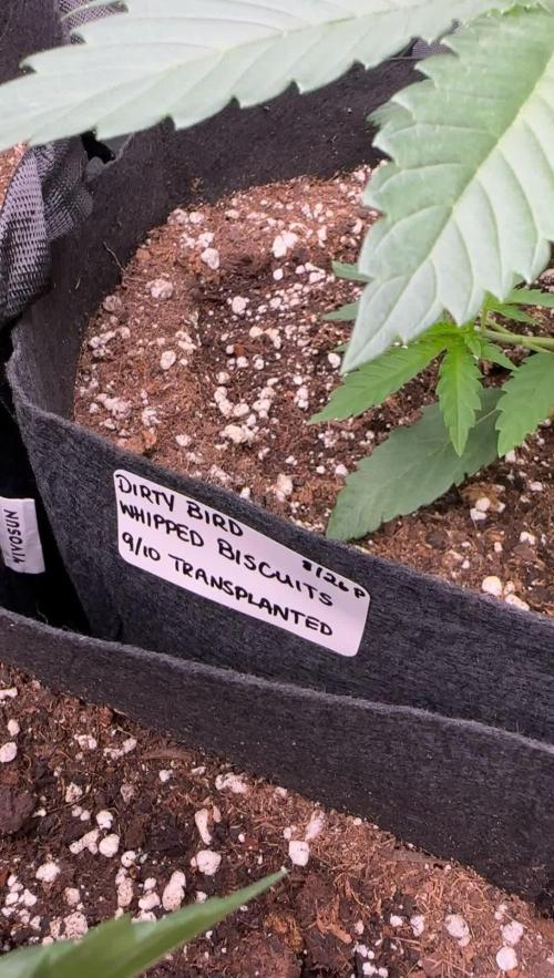 Smokey Rich Exotics
