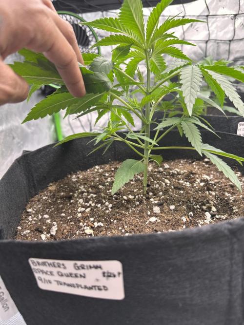 Smokey Rich Exotics. Week 5 - Big Space Queen 💪🏽😮‍💨